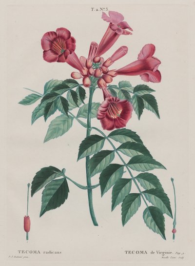 Trumpet Climber (Campsis radicans) by Pierre Joseph Redouté